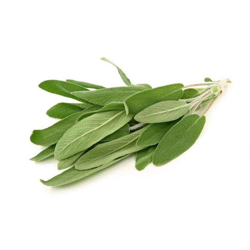 SALVIA